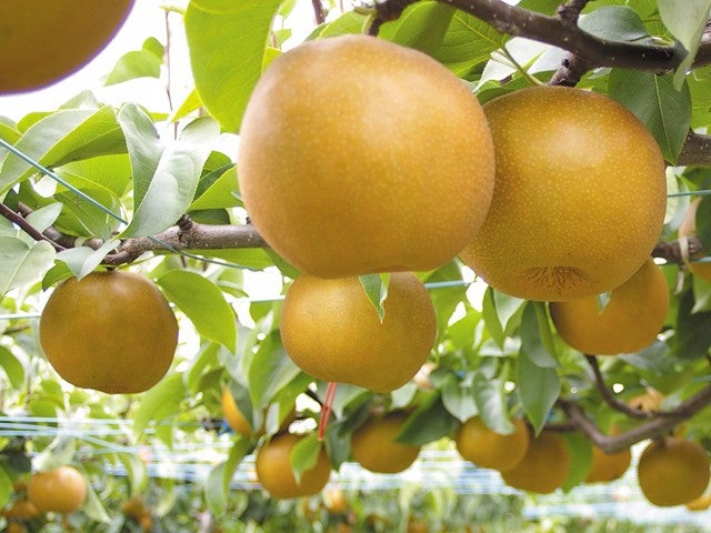 ■【栃木・茨城】＜8日間限定＞イチオシサマー！約100万本が咲く「益子ひまわり畑」＆贅沢ダブル狩り「梨狩り食べ放題！巨峰狩り！」＆クラシックハンバーガーランチボックス付き♪3