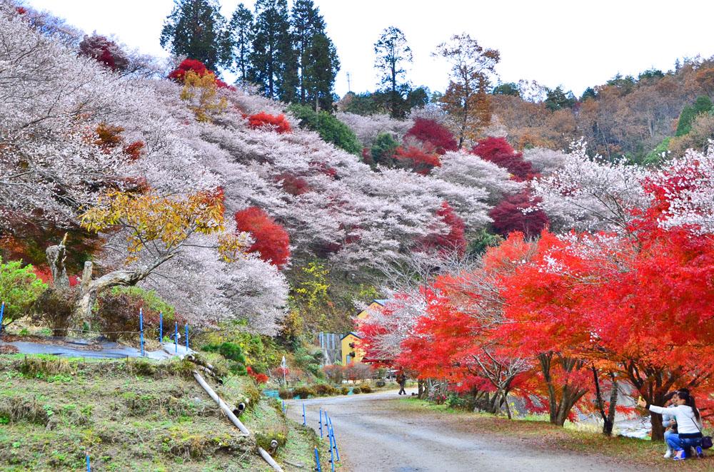 【富山県内発着】紅葉の香嵐渓と小原四季桜2