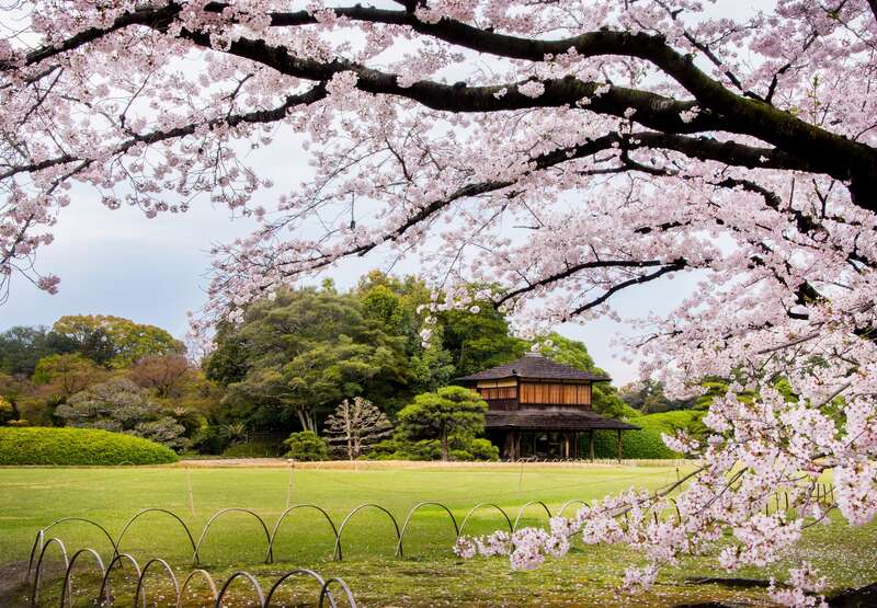 【出雲市・斐川・松江・安来・米子発】 読売新聞愛読者謝恩旅行 岡山さくらカーニバルと日本三名園・後楽園の桜＆旭川さくらみち  日帰り2