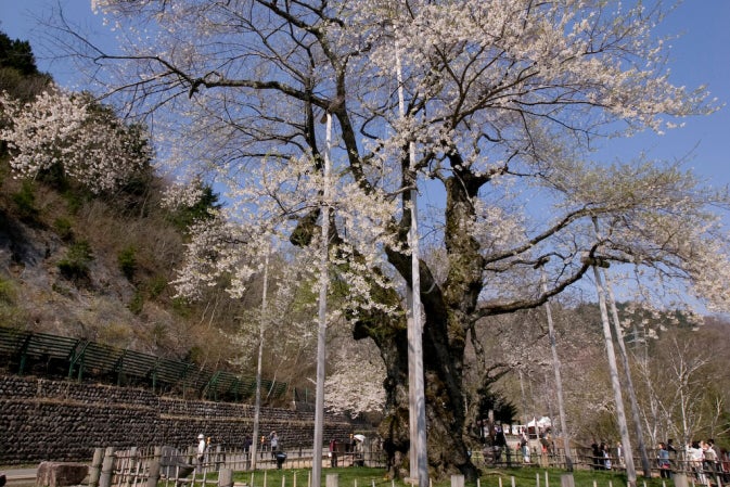 【名古屋発】飛騨さくら　桜×歴史×絶景 白川郷＆奇跡の桜めぐり　春の絶景満喫ツアー3