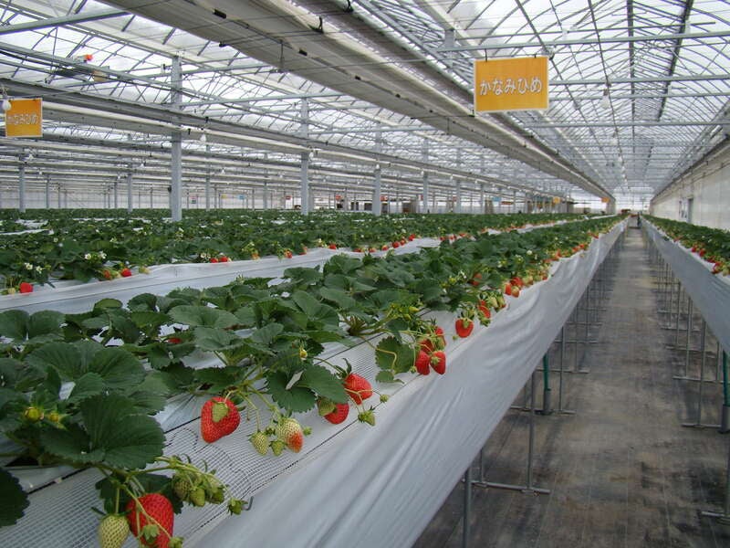 【岡山・倉敷発】 新春開運ミステリーツアー～初詣といちご狩りの旅～　日帰り2