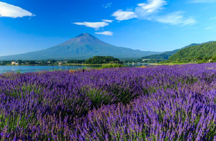【早割30】[横浜発]ラベンダーの香り華やぐ河口湖畔散策＆桃狩り食べ放題♪桔梗信玄餅詰め放題体験や本場山梨でワインの試飲体験等、初夏の山梨満喫日帰りバスツアー！1