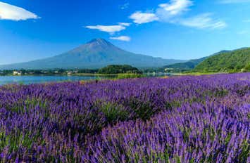 【早割30】[横浜発]ラベンダーの香り華やぐ河口湖畔散策＆桃狩り食べ放題♪桔梗信玄餅詰め放題体験や本場山梨でワインの試飲体験等、初夏の山梨満喫日帰りバスツアー！1