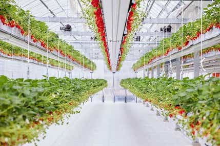 【和歌山県内発】 春うらら!いちご&ひな祭りミステリー 日帰り