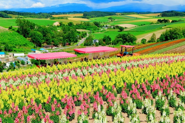 【群馬・栃木県内発】 ラベンダーの富良野＆花のじゅうたん美瑛と旭山動物園・小樽　登別＆層雲峡温泉に宿泊３日間　現行車両での運行は今年がラストラン「富良野美瑛ノロッコ号」に乗車2