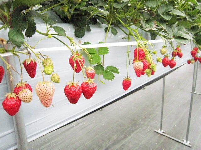 ■【山梨】ときめき満開☆ 早春スイーツ旅♪ 初登場いちごショートケーキ＋デザート＆いちご狩り W食べ放題 × 圧巻のひな飾り × 春色ガーデンさんぽ1