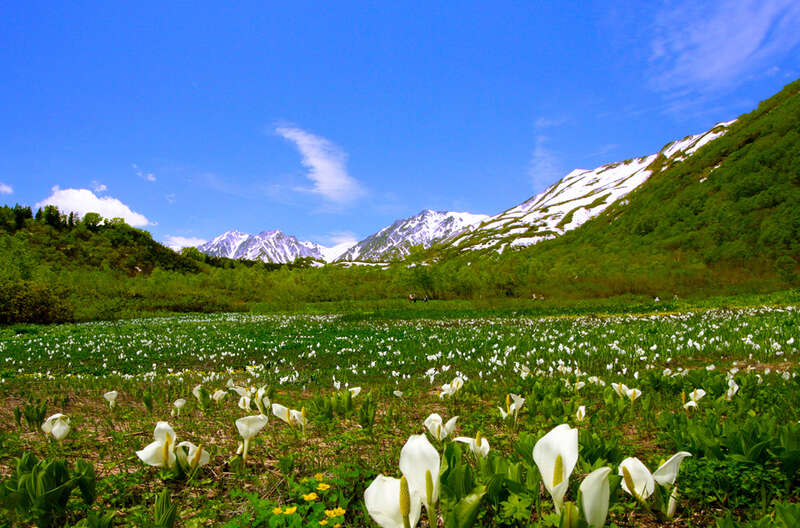 【栃木県内発】 日本屈指の山岳リゾート・上高地と 期間限定！水芭蕉の栂池自然園２日間3