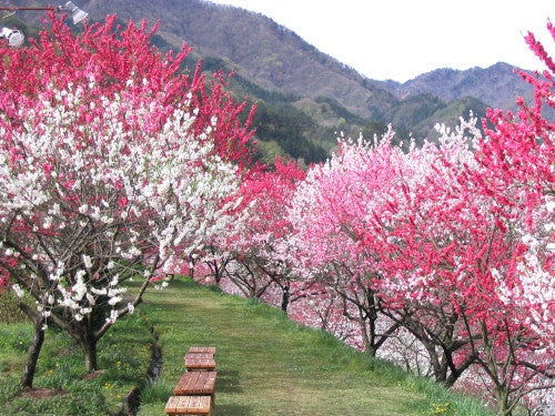 【津島発】ロープウェイで行く！天空の水芭蕉＆三色の花桃＆藤まつり 春のお花見ミステリーツアー1
