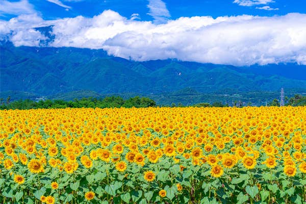 向日葵 てはん「向日葵～sunflower～」 | てはん・ハンカチ | 永楽屋