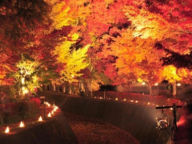 11/8.14.22催行決定!西船橋発 富士河口湖紅葉まつり♪「もみじ回廊」ライトアップ&シャインマスカット狩り&松茸御膳のご昼食<JAMJAM TOUR>