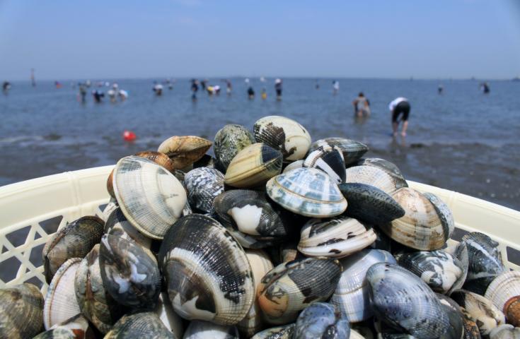 4/5・18催行決定🚌[新宿発]いちご狩り食べ放題＆ワクワク楽しい潮干狩り体験※2kgお持ち帰り付！サザエの炊き込み弁当の昼食付きで嬉しい日帰りバスツアー！1