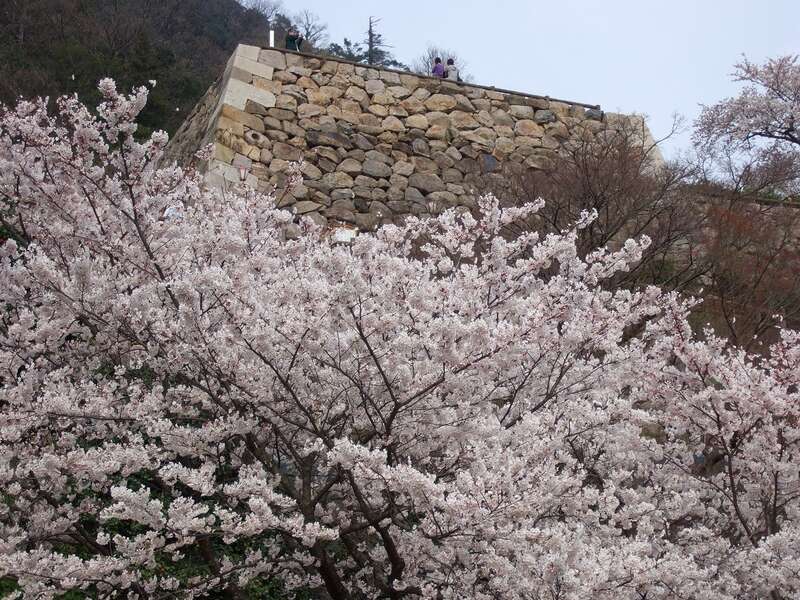 【出雲・松江・米子発】鳥取２つのさくら名所100選と大江ノ郷自然牧場ランチ＆ふわとろパンケーキ　日帰り2