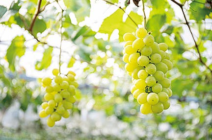 流山おおたかの森発 フルーツ王国山梨でシャインマスカット狩り食べ放題大人気!桔梗信玄餅つめ放題ランチバイキング 日帰り ランチバイキング60分付き♪