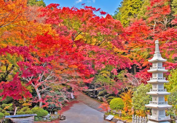 【福岡発着】黄金色の富貴寺ともみじの両子寺とゆふいん山水館 贅沢味覚ランチバイキング1