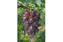 【１泊目：和モダン・２泊目：デラックスツイン用】〔遊山〕＊２泊３日7食＊『名花火師の競演「常総きぬ川花火大会」と石和の隠れ宿を愉しむ3日間』2