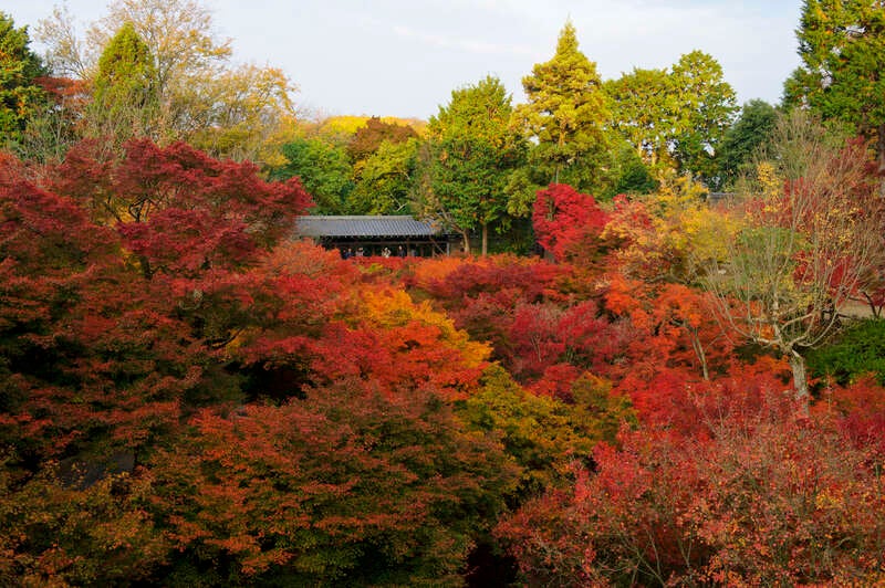 【高知県内発】 京都・奈良７つの紅葉絵巻 ３日間1