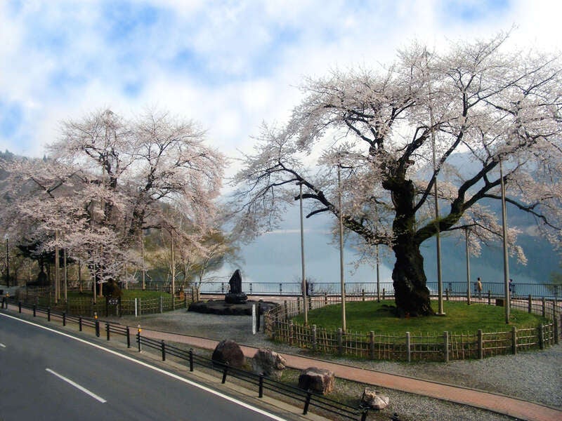 【福井県内発】 荘川桜と桂昌寺ぼたんまつりと郡上八幡散策3