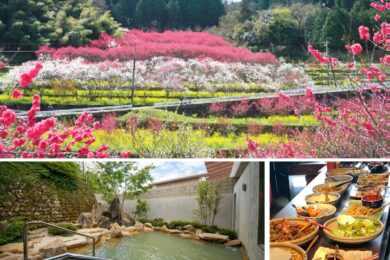 【広島駅新幹線口・アストラムライン古市駅発着／日帰り】18名限定募集 ～小型バスで行く～ まさに桃源郷！天国に一番近い里 川角の花桃と自然食バイキング1