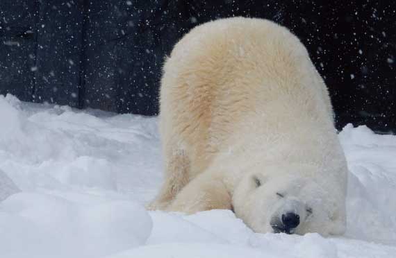 ★全日出発決定！★【11月～3月出発】行動展示で一躍人気になった旭山動物園をたっぷり満喫！冬しか味わうことの出来ない幻想的なライトアップした青い池散策2