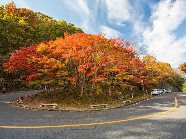 ■【栃木】錦秋の那須を空中散歩！「紅葉ゴンドラ」ハンターマウンテン塩原×穴場スポット「紅の吊橋」へ！源泉掛け流しの足湯回廊「湯っ歩の里」＆トマトとバジルのハニー油淋鶏のお弁当♪2