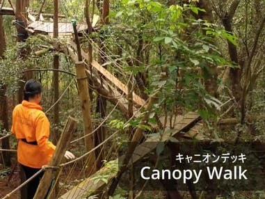 ■≪屋久島の森を鳥目線で楽しもう！キャノピーウォーク（滞在中1回）≫　往復航空機利用屋久島　2泊3日