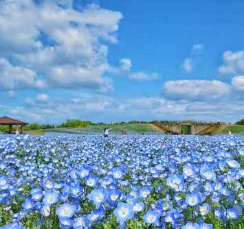 【大分・かんたん・北浜・別府発】 ホテル日航福岡優雅に過ごすランチタイムと海の中道海浜公園ネモフィラ咲くブルーの楽園　日帰り