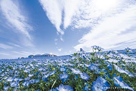 明石　名谷　三宮発
100万株の青い花ネモフィラ祭り2026と三田芝桜園花のじゅうたん