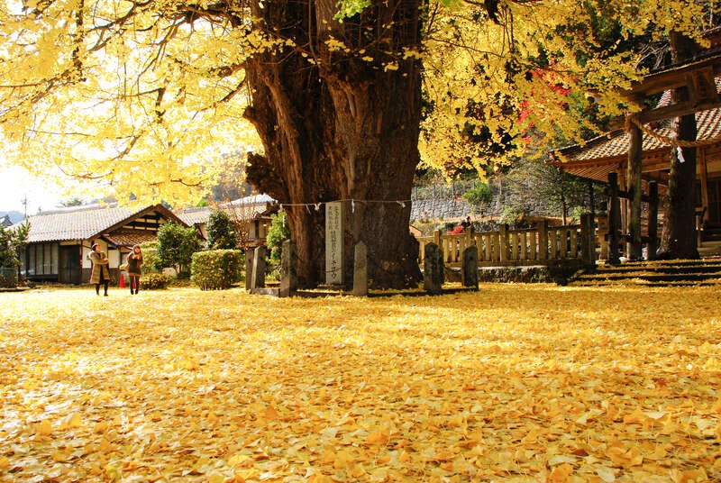 【出雲・斐川・松江発】読売貸切「吉水園」特別公開と三段峡・筒賀の大銀杏　日帰り2