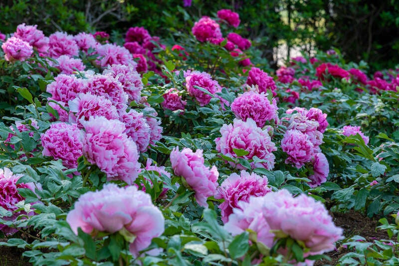 【千葉県内※銚子・茂原発着ルートを除く発】 茨城県助成金適用！世界最大級のピオニーガーデン「つくば牡丹園」＆「土浦魚市場食堂」まぐろ食べ放題＆日本初の本格ワイン醸造所「牛久シャトー」　日帰り1