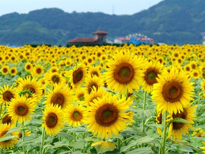 【出雲市・斐川・松江・安来・米子発】 ３つのフルーツお持ち帰り！おかやま旅のお中元祭♪ 日帰り3
