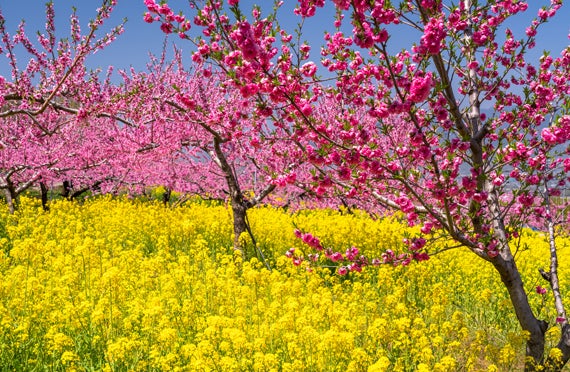 【新宿発】桜と桃のダブルお花見絶景ツアー！日本三大桜「山高神代桜」＆山梨桃源郷をめぐる！さらに旬のいちご狩り食べ放題にカニ尽くしの昼食まで大満足プラン♪絶景とグルメの日帰りバス旅1