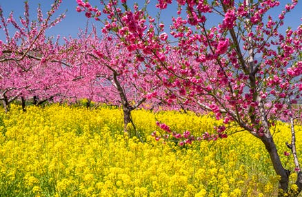 【新宿発】桜と桃のダブルお花見絶景ツアー！日本三大桜「山高神代桜」＆山梨桃源郷をめぐる！さらに旬のいちご狩り食べ放題にカニ尽くしの昼食まで大満足プラン♪絶景とグルメの日帰りバス旅