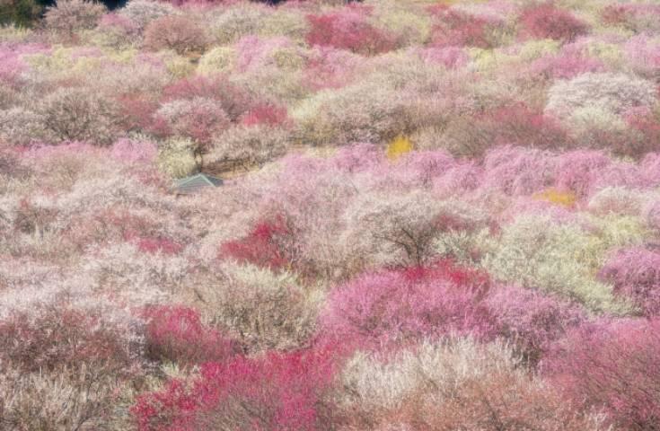 [名古屋発]1度は見たいしだれ梅の「鈴鹿の森庭園ライトアップ」＆ピンクの絶景「いなべ市梅林公園」！近江牛すき焼き＆蟹すき鍋のW鍋の昼食をご堪能！2