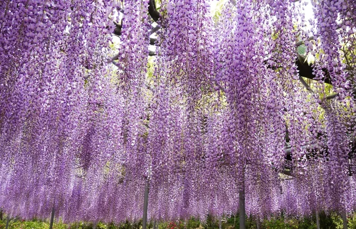 【横浜発】　ふじのはな大藤まつりとつつじ あしかがフラワーパーク「ふじのはな大藤まつり」鑑賞と1万株のつつじが咲き誇る「館林つつじが岡公園」1