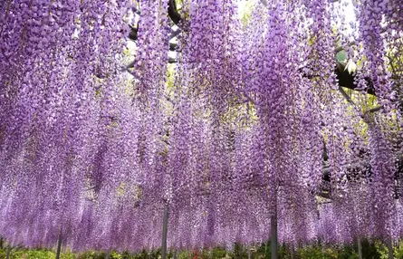 【横浜発】 ふじのはな大藤まつりとつつじ あしかがフラワーパーク「ふじのはな大藤まつり」鑑賞と1万株のつつじが咲き誇る「館林つつじが岡公園」