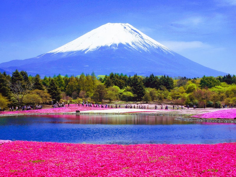 【新宿発】6,000円台～ぶっとび格安✨「富士芝桜まつり」富士山と芝桜の贅沢コラボ💕🗻＆ハーブ庭園🍃展望台から見る絶景富士山🗻＆旅の駅 kawaguchiko base（入場料込）1