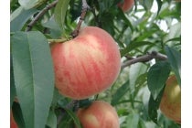 【名古屋駅発】＊往復バス＋２食付＊温泉街を満喫♪早めの到着とゆっくり出発！『天下の名湯　草津温泉』　（フリー宿泊プラン）2