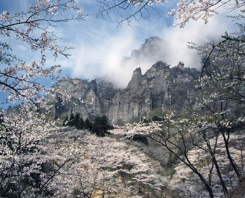 【山形県内発】 赤城南面千本桜と妙義山さくらの里＆軽井沢の休日　 2日間2