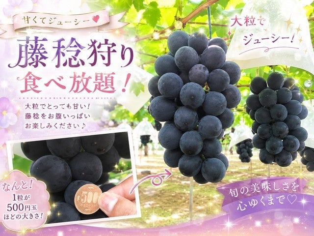 ■【山梨】衝撃の一粒！巨粒プレミアム★ぶどう品種最大粒『藤稔』狩り食べ放題♪ひんやり天然洞窟「富岳風穴」探検＆ハーブ庭園散策にメロン１玉お土産付き♪1
