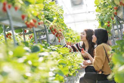 【福井県内発】 愛知・蒲郡いちご狩り・園内食べ放題と豊川稲荷参拝 日帰り