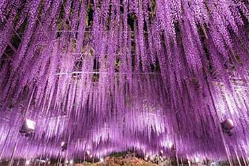 【ＧＷの渋滞でも安心のトイレ付きバス利用確約コース/新宿・池袋発】圧巻のあしかがフラワーパーク大藤棚ライトアップ！1