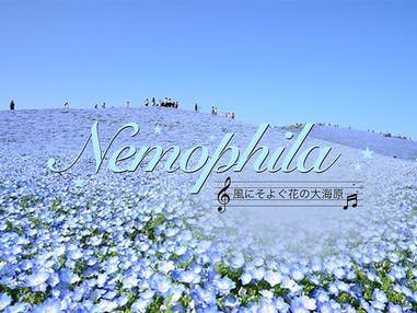 ■＜開花予想発表！＞【茨城】心奪われる絶景！約530万本の「ネモフィラ」国営ひたち海浜公園＆絶品！黒毛和牛「俵ハンバーグ」ランチ＆北関東最大級！道の駅でお買い物！