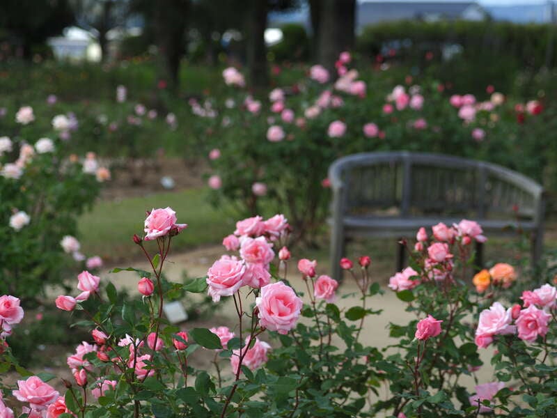 【高松・坂出発】秋の岡山花さんぽ～RSKバラ園12,000株「秋のバラまつり」と岡山後楽園「菊花大会」　日帰り2