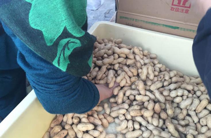 【新宿発】光と音で体感する「東京ドイツ村」ウィンターイルミネーション！！南房総の絶景パワースポット＆海の幸の彩り海鮮丼の昼食付き！！千葉の名産・落花生つかみ取り体験も満喫♪　日帰りバスツアー3