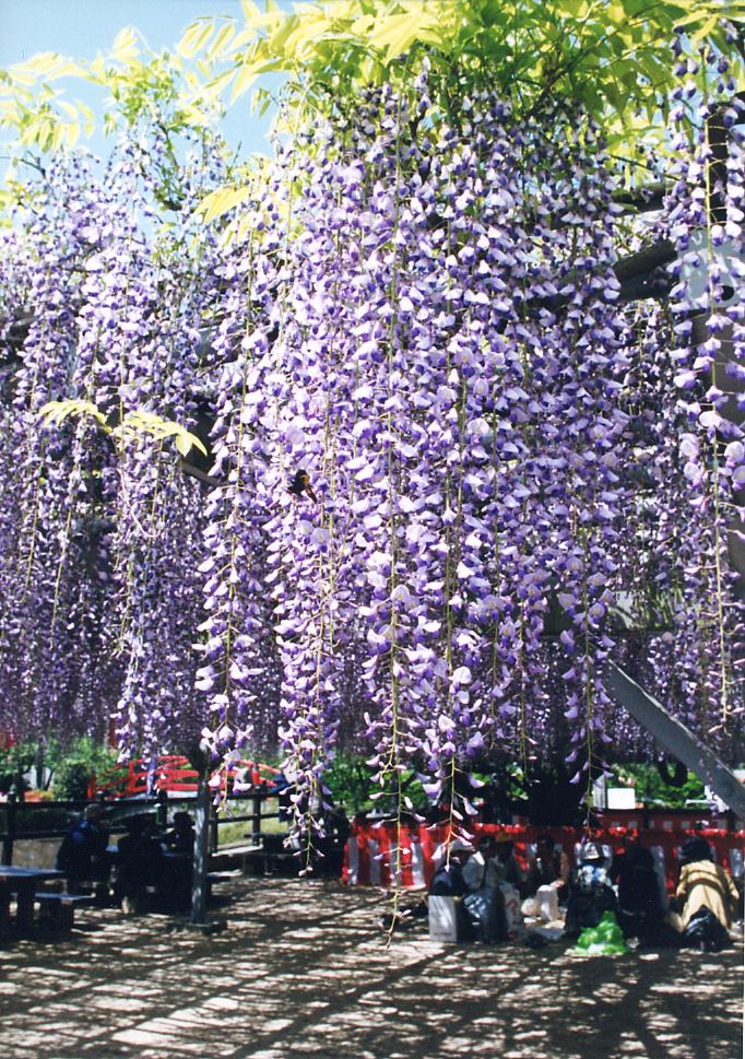 【光・下松・徳山発】年に一度の一般開放！久留米世界つつじセンターと小郡の将軍藤～500㎡の広大な藤棚～　日帰り2