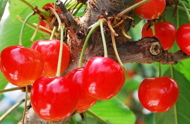 【早割30】[横浜発]贅・贅・贅沢『極太たらばつき』＆『松阪牛しゃぶしゃぶ』付きズワイガニ食べ放題!!さらに赤い宝石『サクランボ狩り』食べ放題♪爽やかな富士山五合目や花咲く河口湖畔散策、老舗ワインセラーで試飲体験等、山梨の魅力探訪日帰りバスツアー！3