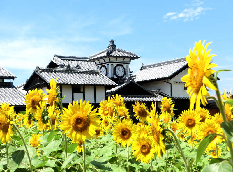 【高松駅発】 青い睡蓮咲く北川村「モネの庭」マルモッタンとひまわり咲く野良時計 日帰り2