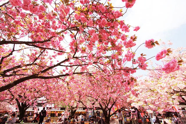 【新宿発】贅沢いちご狩り！なんと、10品種のいちごが食べ放題！！栃木県内人気No.1お花見スポット「天平の花まつり」＆真岡鐡道「SLキューロク館」で動く蒸気機関車を見学♪　日帰りバスツアー3