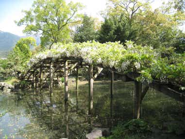 【高知県内発】 宇和島伊達家ゆかりの天赦園を彩る「白玉藤」と真鯛料理ビュッフェ 日帰り