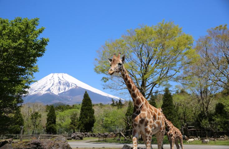 【早割30】[池袋発]vipツアー限定！自社運営レストラン【かにと和牛富士山亭】に行くシリーズ♪【かに食べ放題＆神戸牛しゃぶしゃぶ】の昼食＆迫力に圧倒！富士サファリパーク♪日帰りバスツアー！3